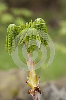 Horse Chestnut Tree leaves emerging in spring