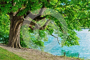 Horse chestnut tree on shore of Lake Bled