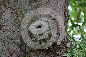 Horse chestnut tree surgery branch pruning trunk wound scar