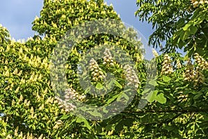 Horse chestnut trees flowers