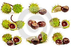 Horse-chestnut on a white background