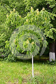 Horse chestnut yellow Aesculus flava Sol.. General appearance