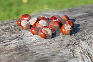 Horse chestnuts.