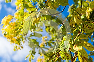 Horse chestnuts