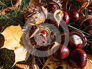 Horse chestnuts (Aesculus hippocastanum). Autumn background with heap of ripe brown horse chestnuts and prickly