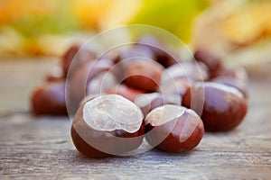 Horse chestnuts on autumn background