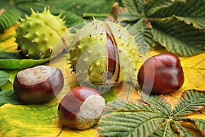 Horse chestnuts on autumn foliage