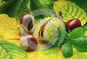 Horse chestnuts on autumn foliage