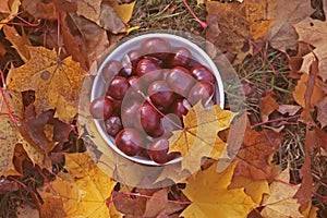 Horse-chestnuts in the autumn garden