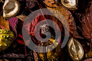 Horse Chestnuts and Autumn Leaves, Oxford UK