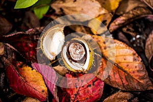 Horse Chestnuts and Autumn Leaves, Oxford UK