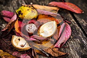 Horse Chestnuts and Autumn Leaves, Oxford UK