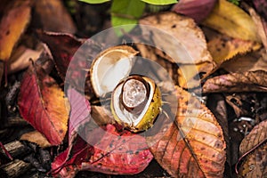 Horse Chestnuts and Autumn Leaves, Oxford UK