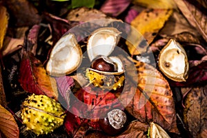 Horse Chestnuts and Autumn Leaves, Oxford UK