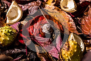 Horse Chestnuts and Autumn Leaves, Oxford UK