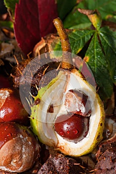 Horse Chestnuts close-up