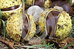 Horse-chestnuts or Conker tree nuts