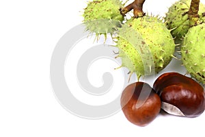 Horse-chestnuts Isolated on white background