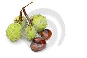 Horse-chestnuts Isolated on white background