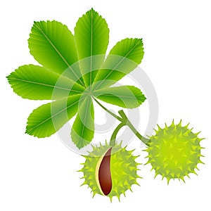 Horse chestnuts with leaves isolated on white background.