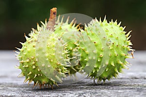 Horse-chestnuts macro