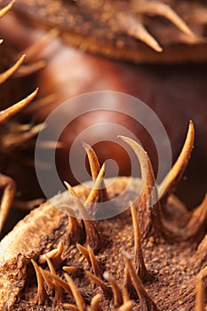 Horse chestnuts macro