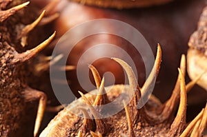 Horse chestnuts macro