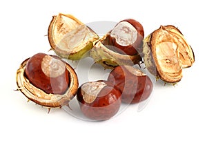 Horse chestnuts in open cases
