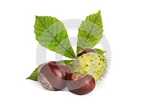 Horse chestnuts and tree leaf on white background