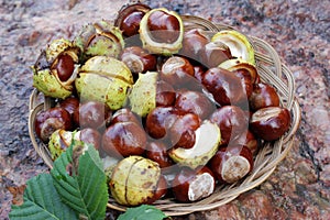 Horse chestnuts in a woven basket