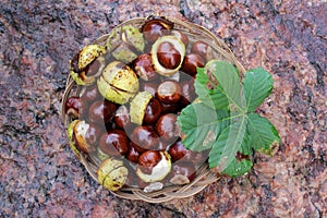 Horse chestnuts in a woven basket