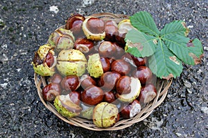 Horse chestnuts in a woven basket