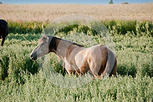 The horse chewing a grass blade