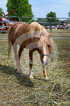 Horse Chewing on Hay and Straw in Corral