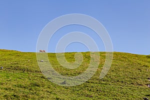 Horse in the Chiemgau alps