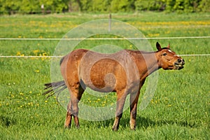 Horse Choke: a Brown Stallion with esophageal obstruction or strictures or choking on hay juts head