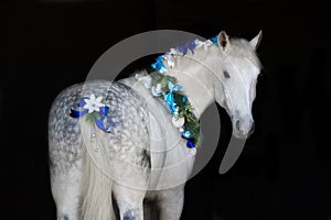 Horse with christmas wreath