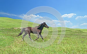 Horse of cinnamon color runs freely at a gallop at the will of bright juicy hills with green grass