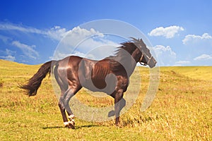 Horse of cinnamon color runs freely at a gallop at the will of bright juicy hills with green grass