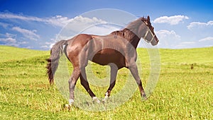 Horse of cinnamon color runs freely at a gallop at the will of bright juicy hills with green grass