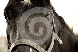 Horse Close-Up photo
