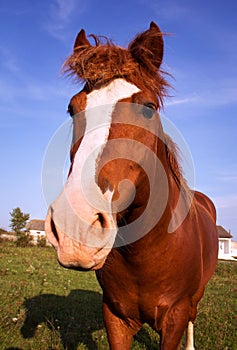 Horse close up