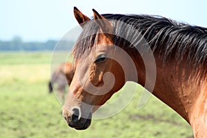 Horse close up