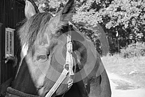 Horse close-up black and white