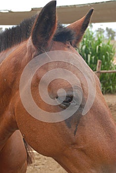 horse close up caballo de paso peruvian paso