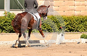 Horse in close-up in the dressage competition at the tournament course.