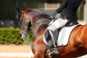 Horse in close-up in the dressage competition at the tournament course.