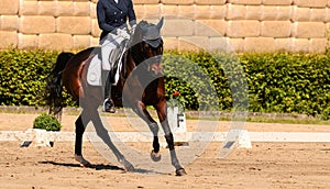 Horse in close-up in the dressage competition at the tournament course.