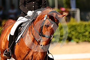 Horse in close-up in the dressage competition at the tournament course.