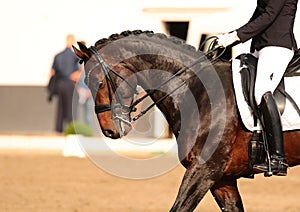 Horse in close-up in the dressage competition at the tournament course.